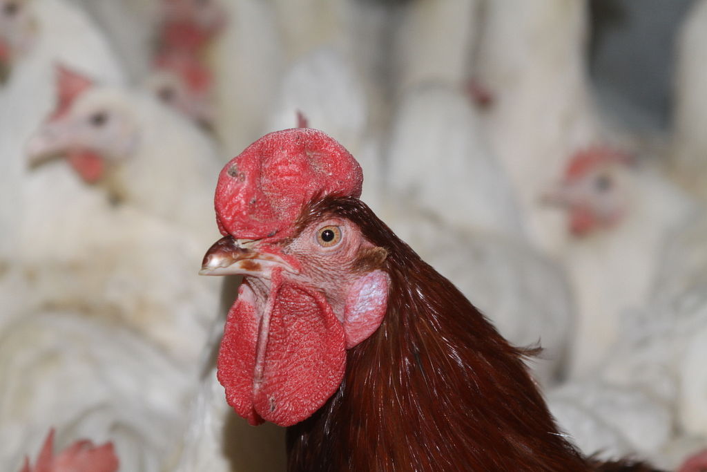 Boom In Animal Welfare Complaints