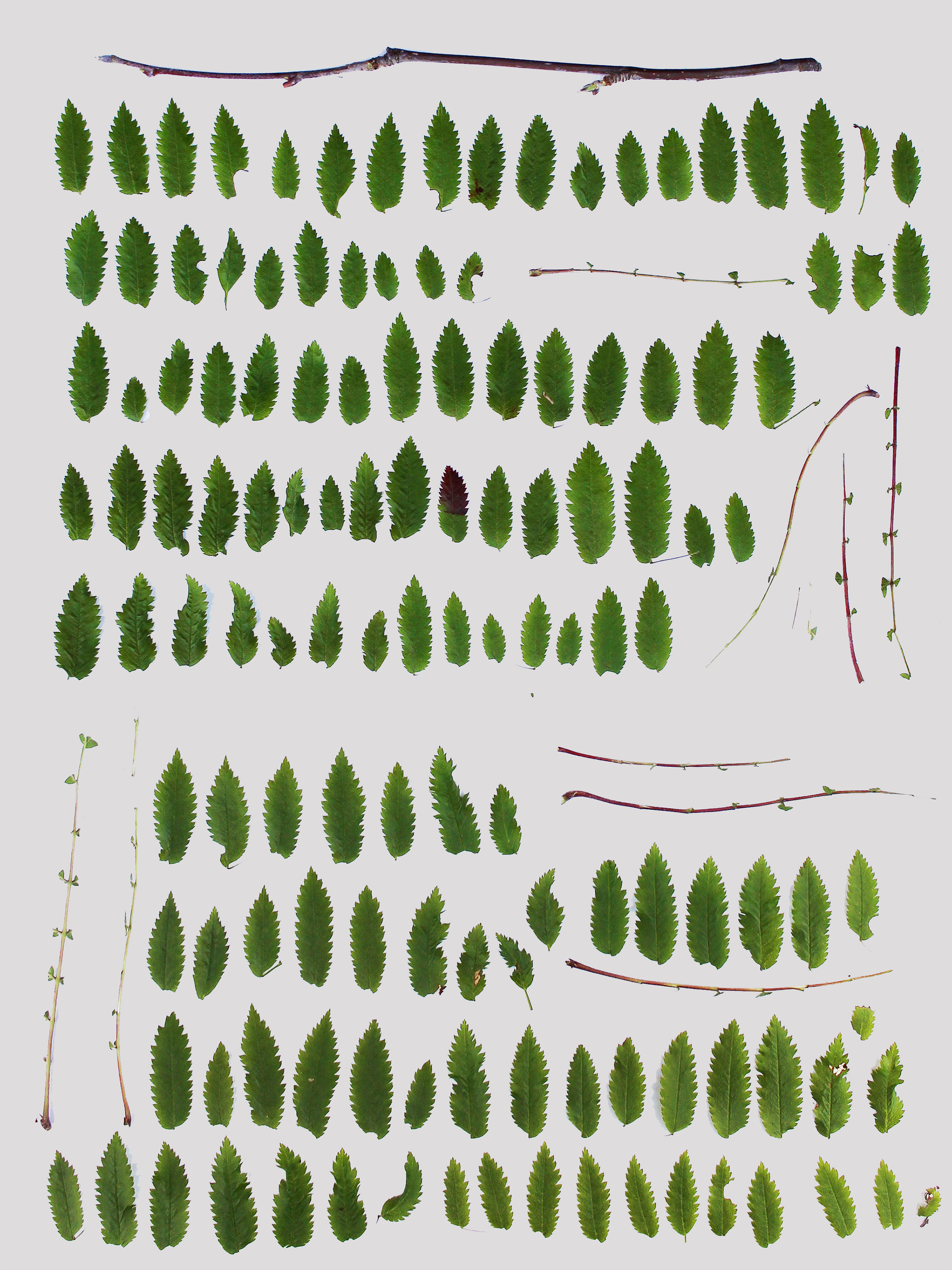 Ongoing Now: ‘Botany’ by Þórgunnur Oddsdóttir
