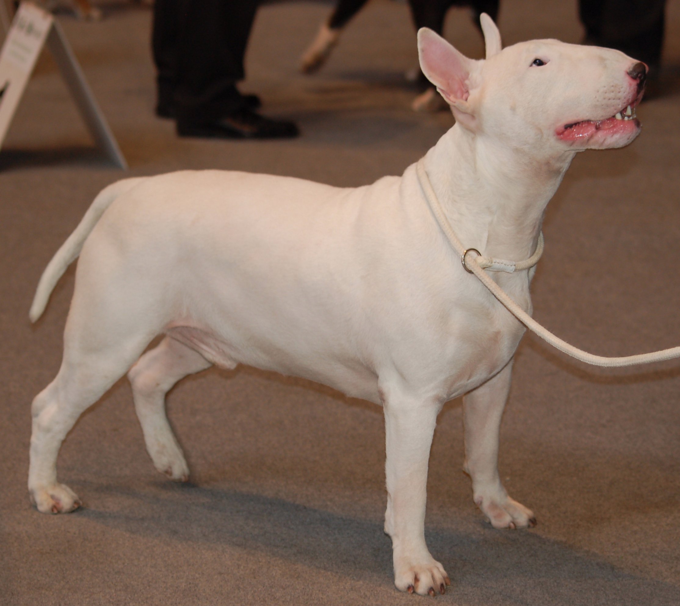 Bull Terrier Owners Will Appeal The Reykjavik Grapevine