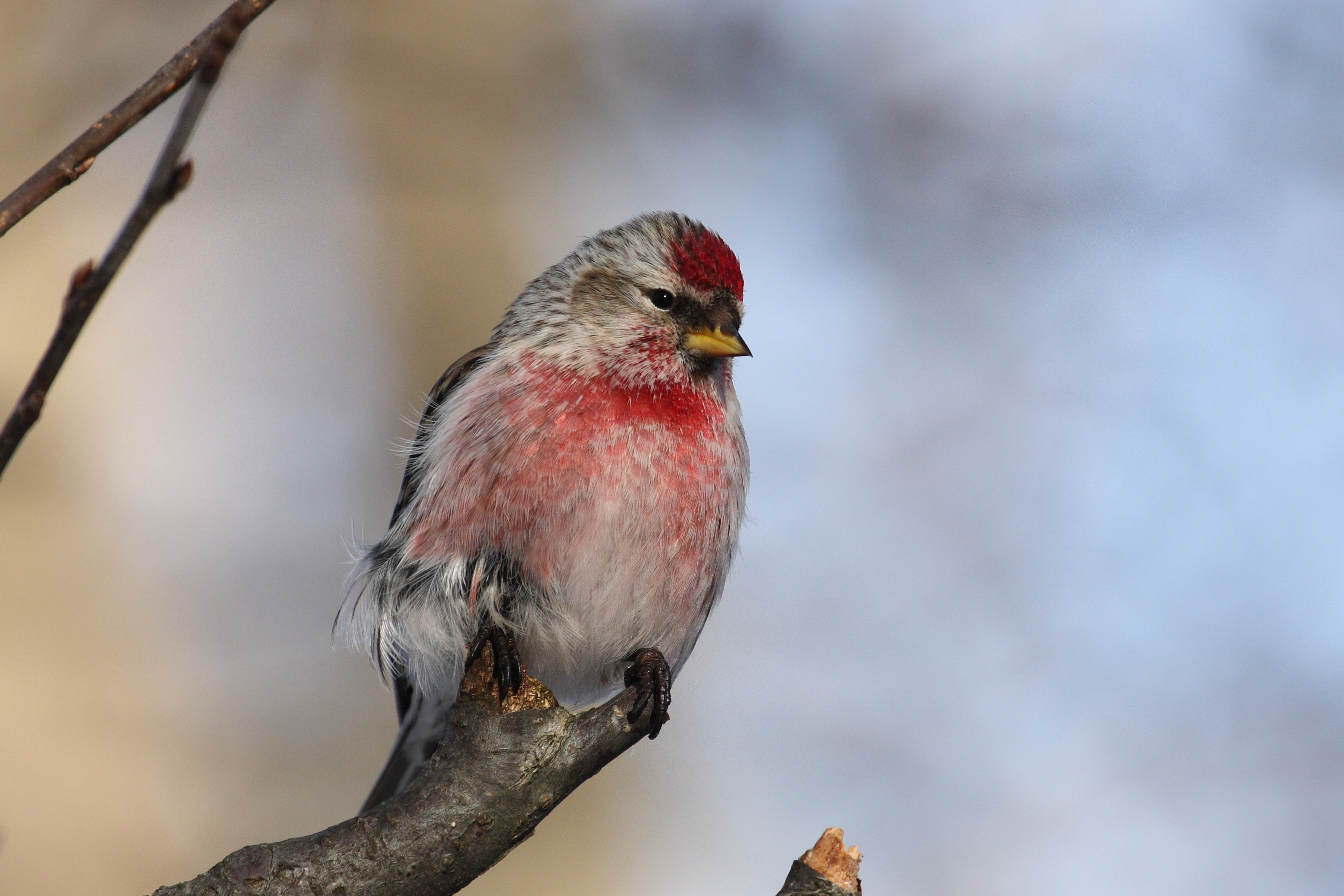 Hard Times Ahead For The Common Redpoll