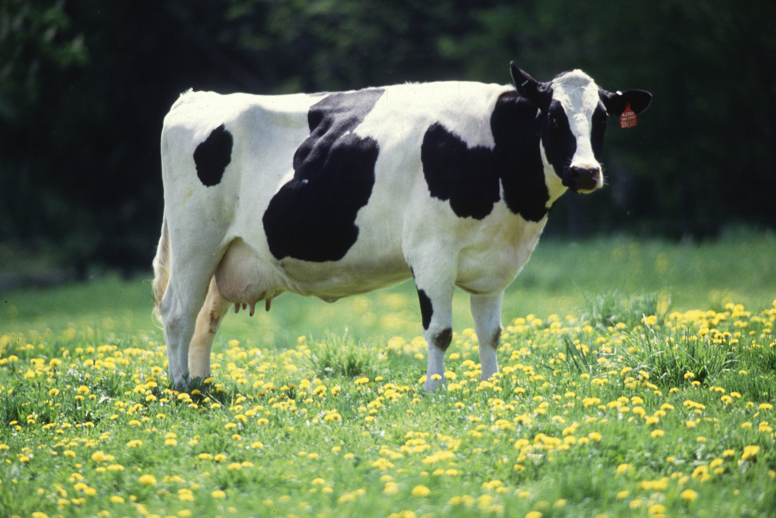 Eating Dairy Cows From Head To Tail