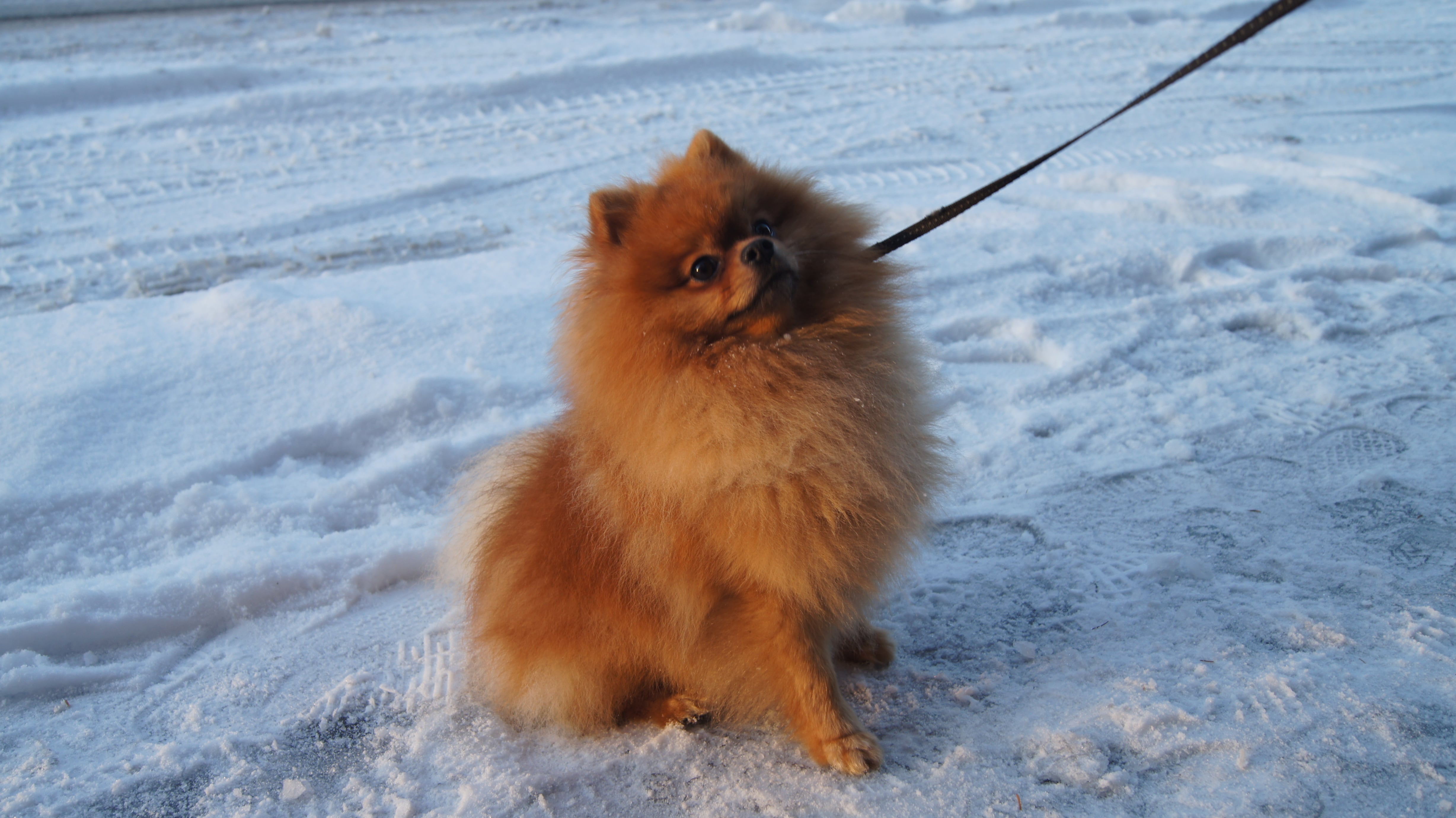 Dogs of Reykjavík