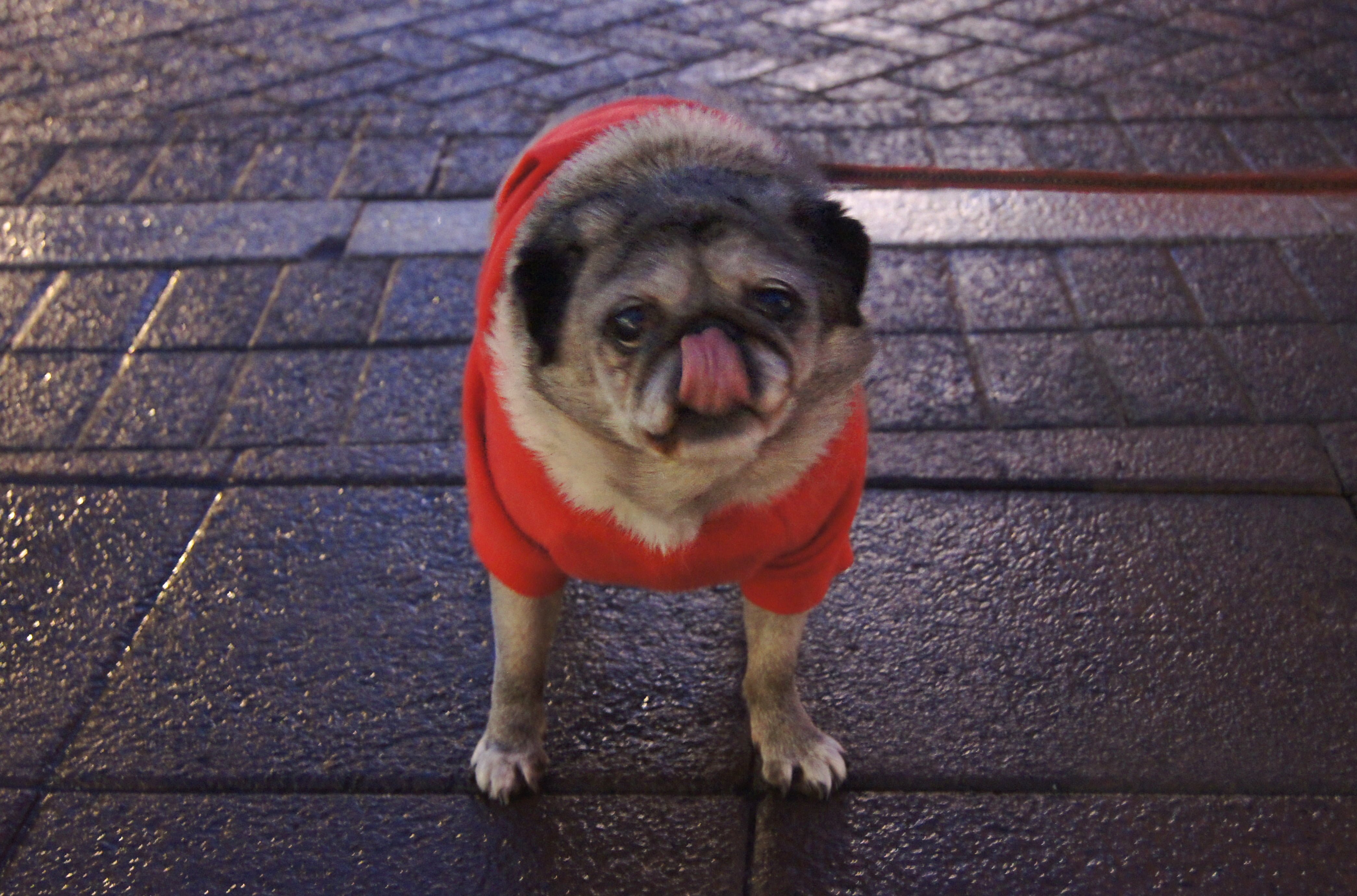 Thousands Of Dogs Unregistered In Reykjavík
