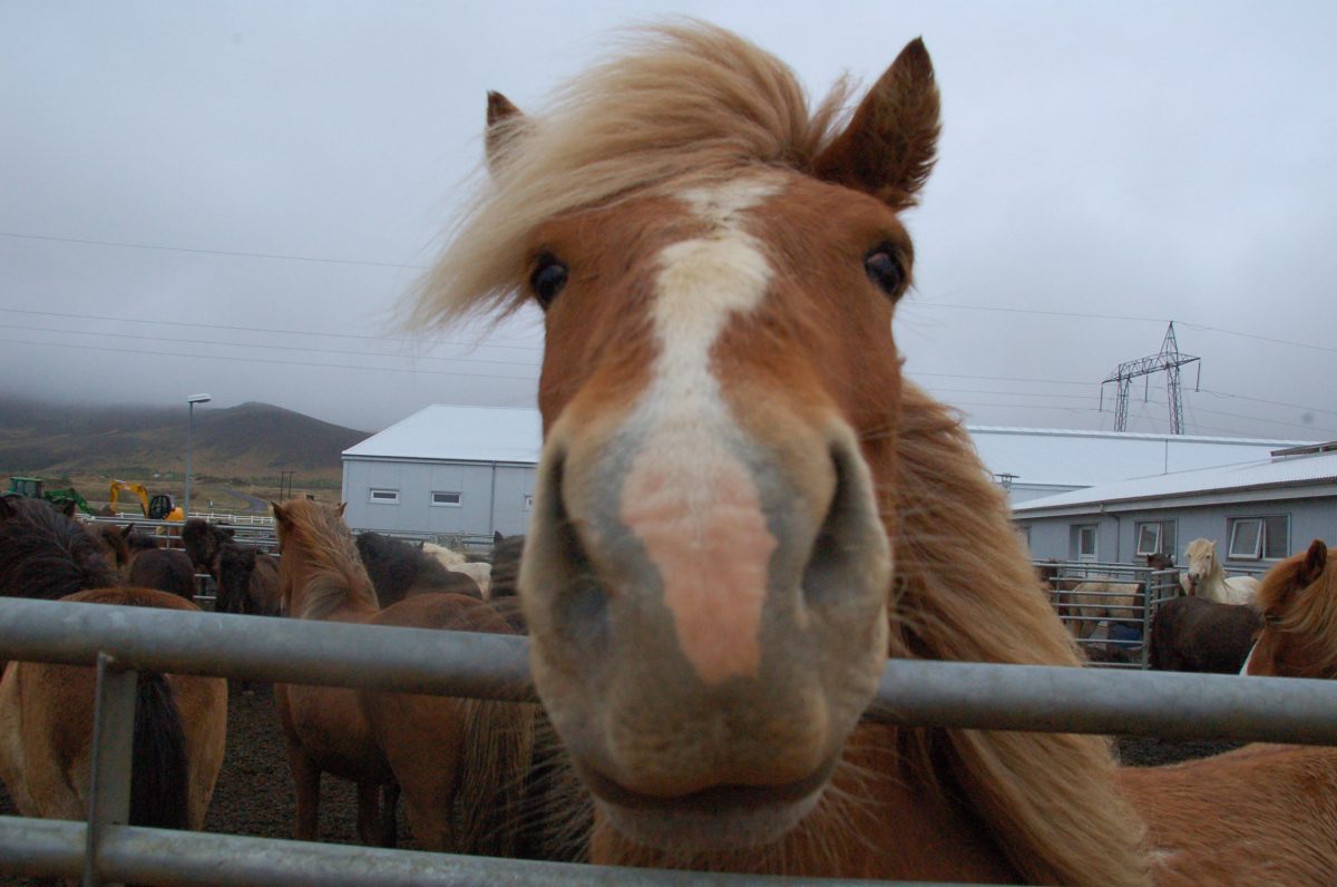 Foreigners Keep Icelanders From Naming Their Horses Curse Words