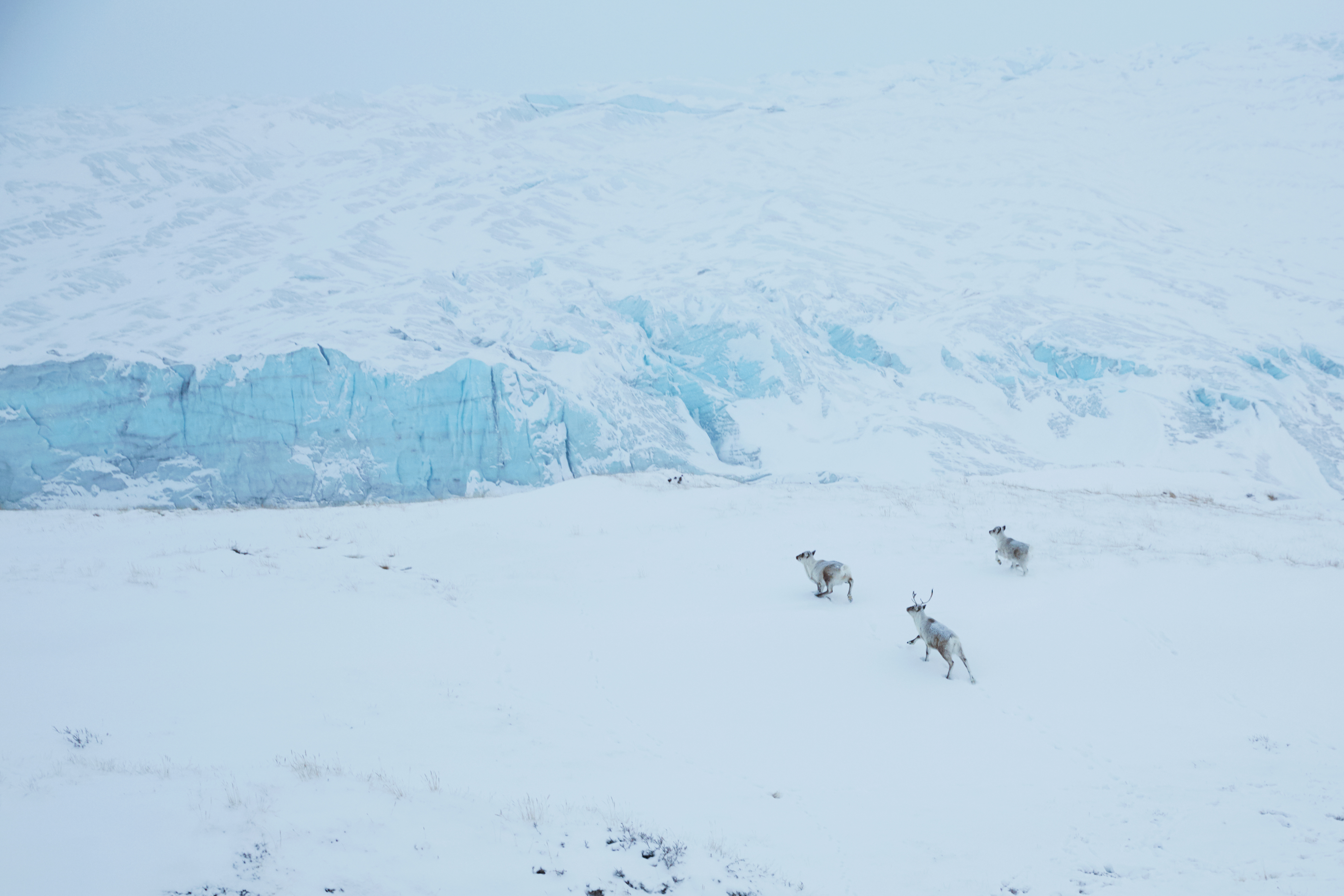 Into The Wild: A Week Of Nature And Culture In Greenland