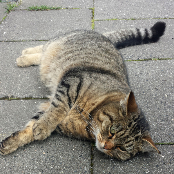 Best Cats Of Reykjavík