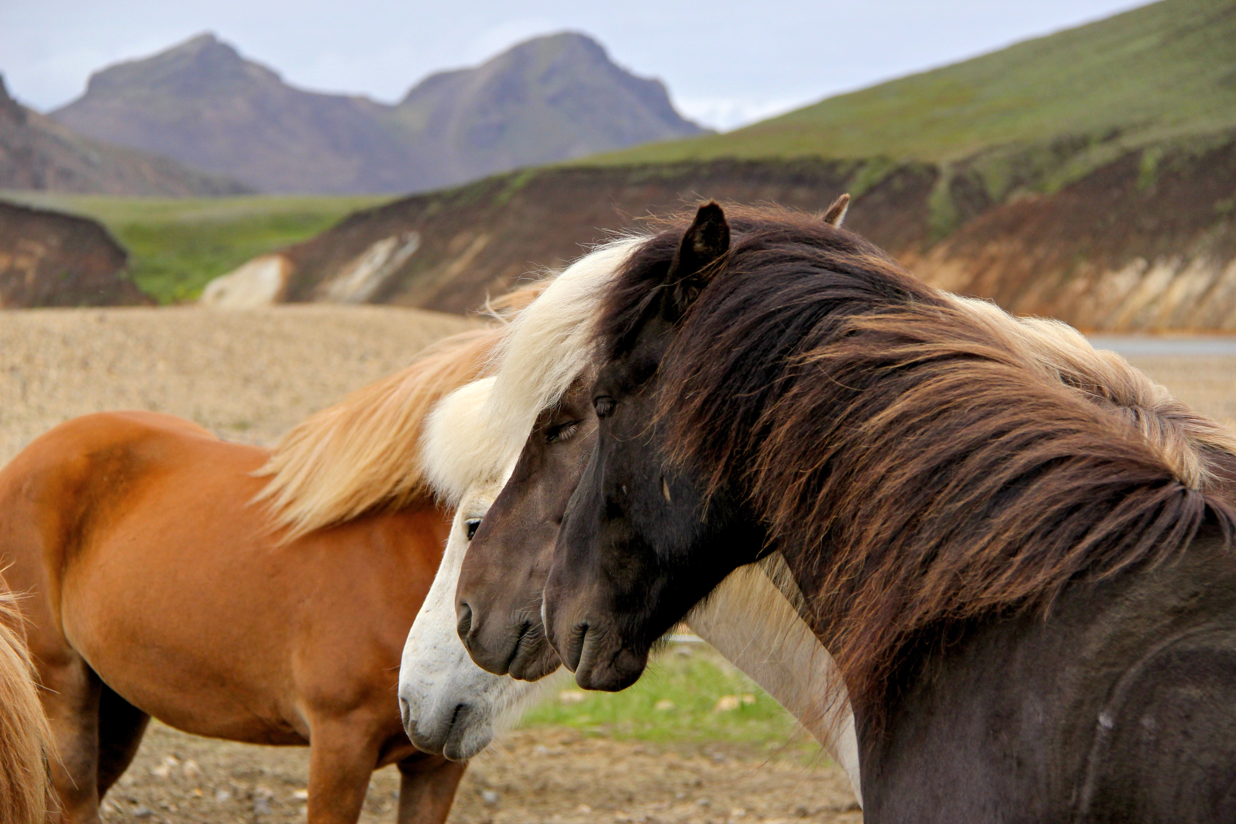 Aus Island – Pferdebesitzer warnten vor schwerer Erkrankung