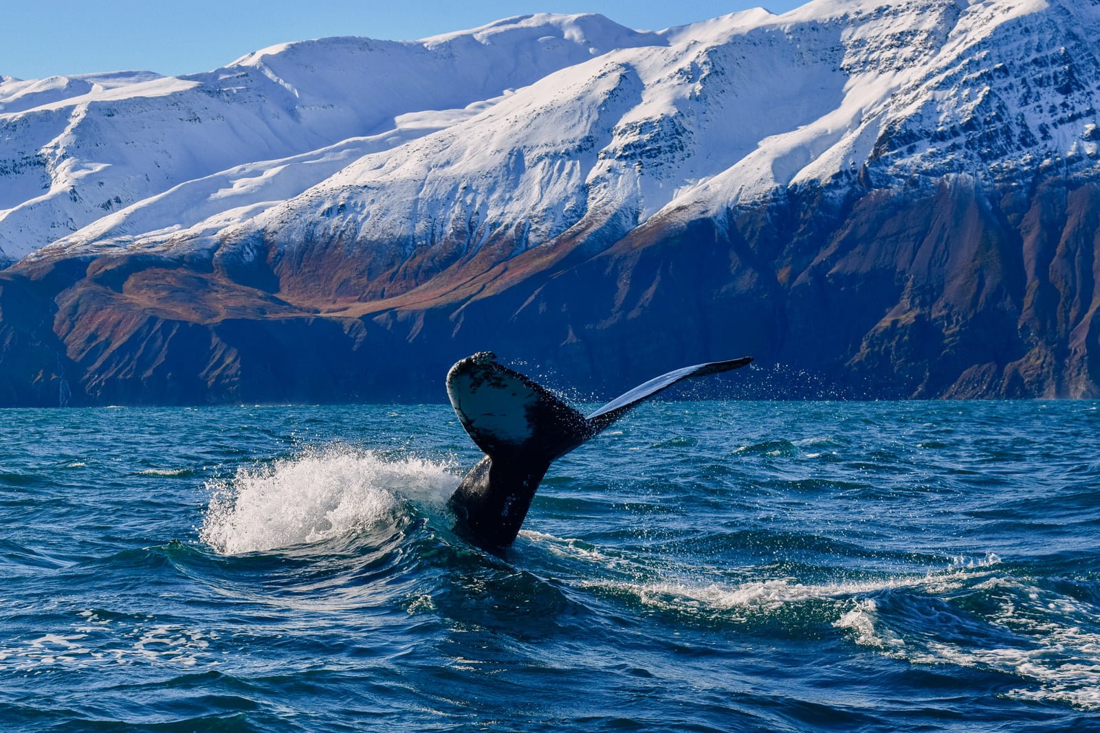 Of Space, Whales And Antarctica: A Weekend In Húsavík