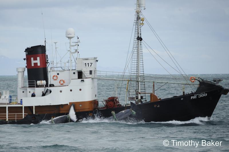 Whale Hunting Season Is Over
