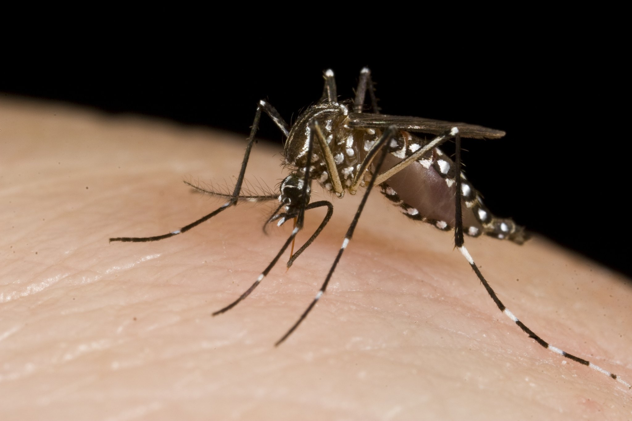 Ask A Limnologist: Are There Any Mosquitoes In Iceland?