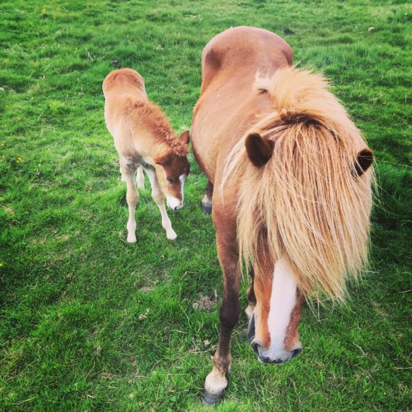 Sunny Guide: Meet horses