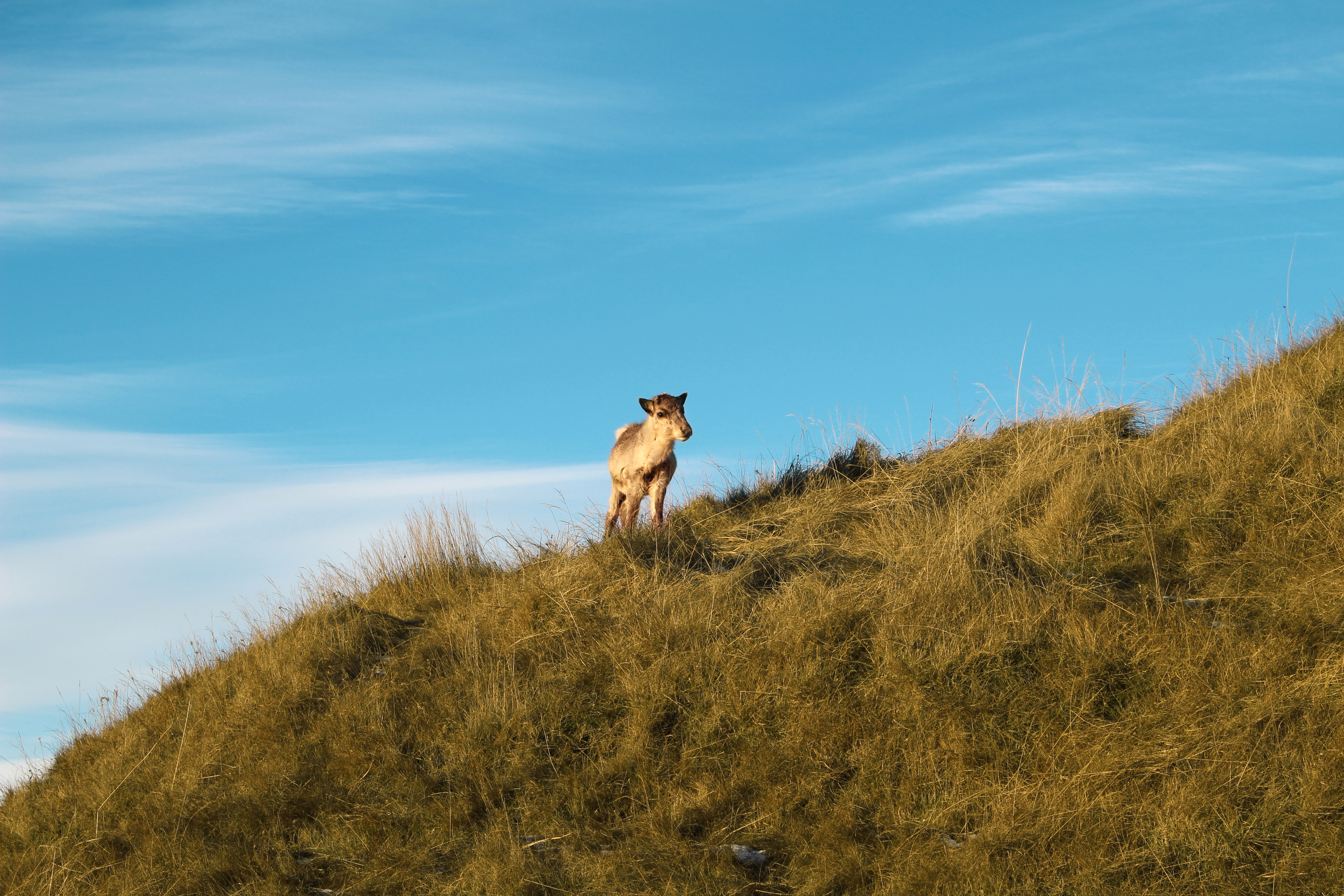 Trading Reykjavík For Hornafjörður Reindeer