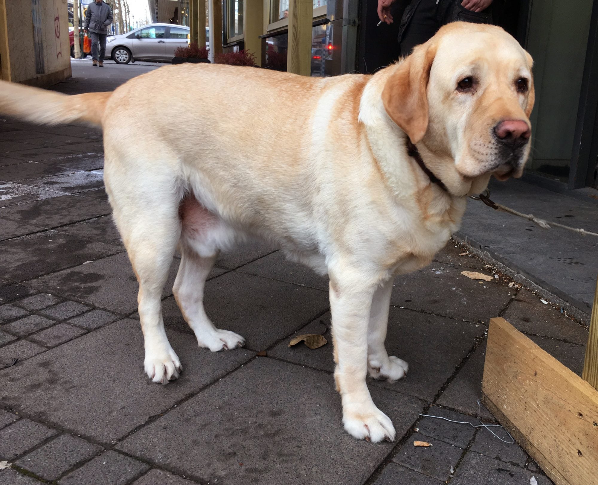 Bureaucracy Blocks Pets Being Allowed In Restaurants In Iceland