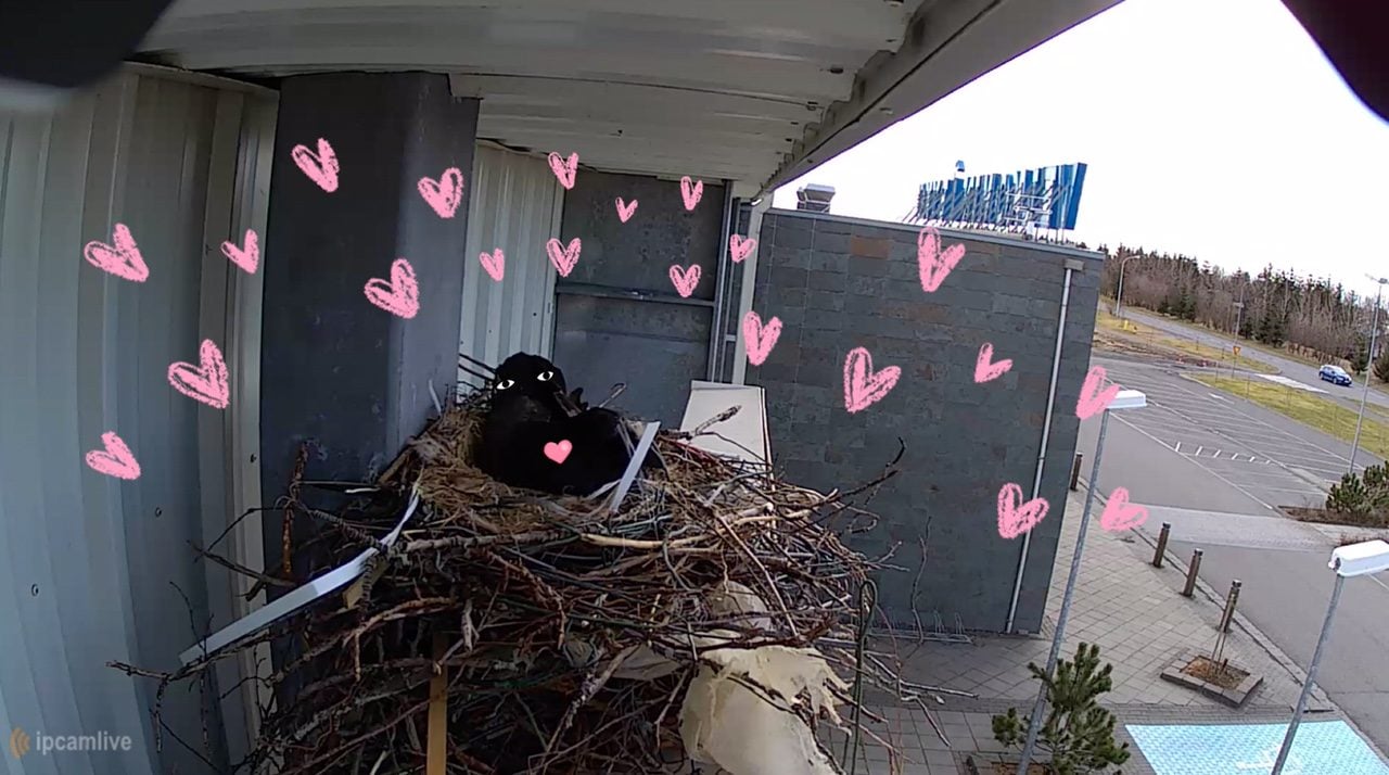 Spy On A Raven’s Nest In Real Time