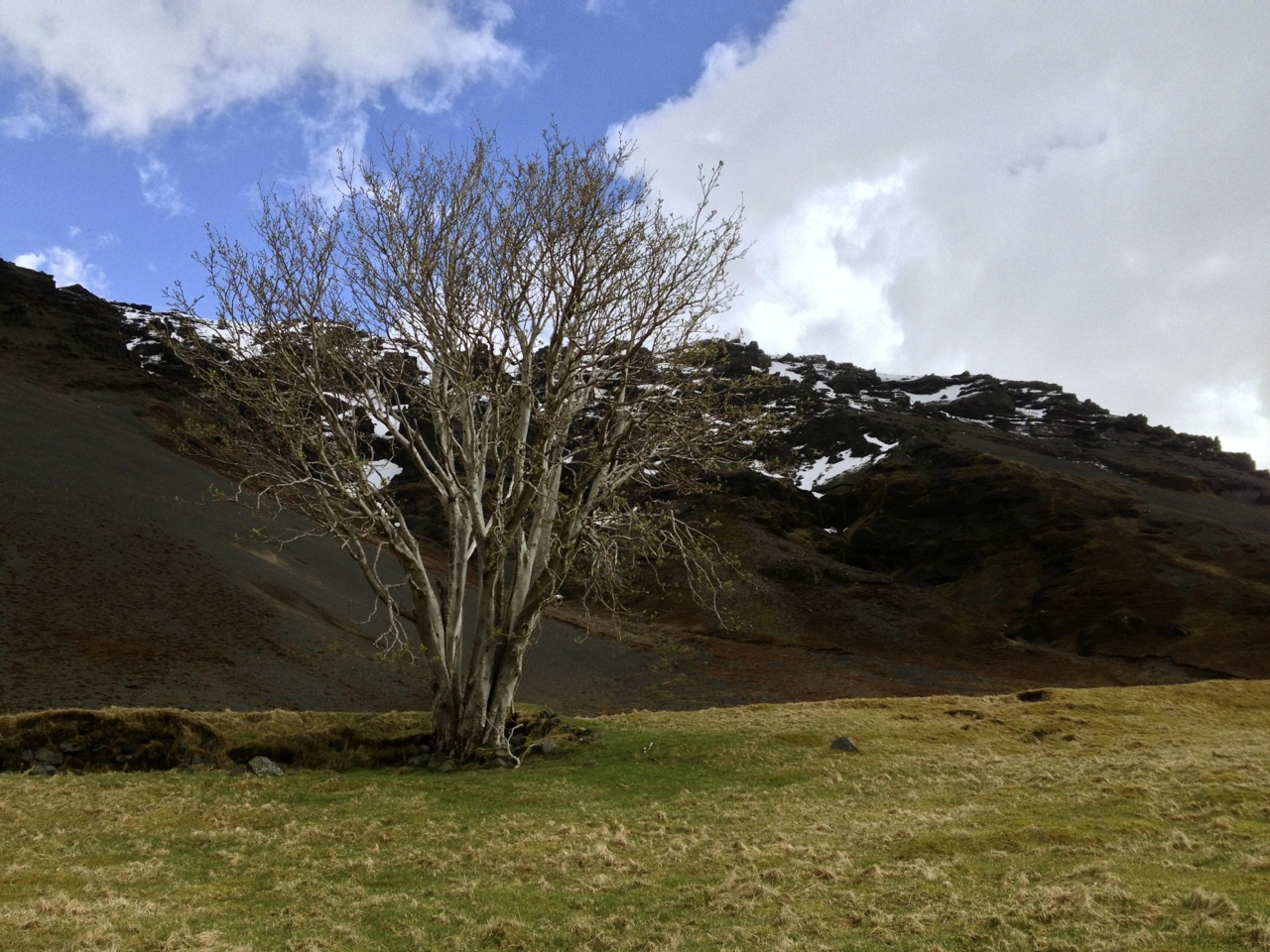 Iceland’s Best Tree Of 2015 Award Announced