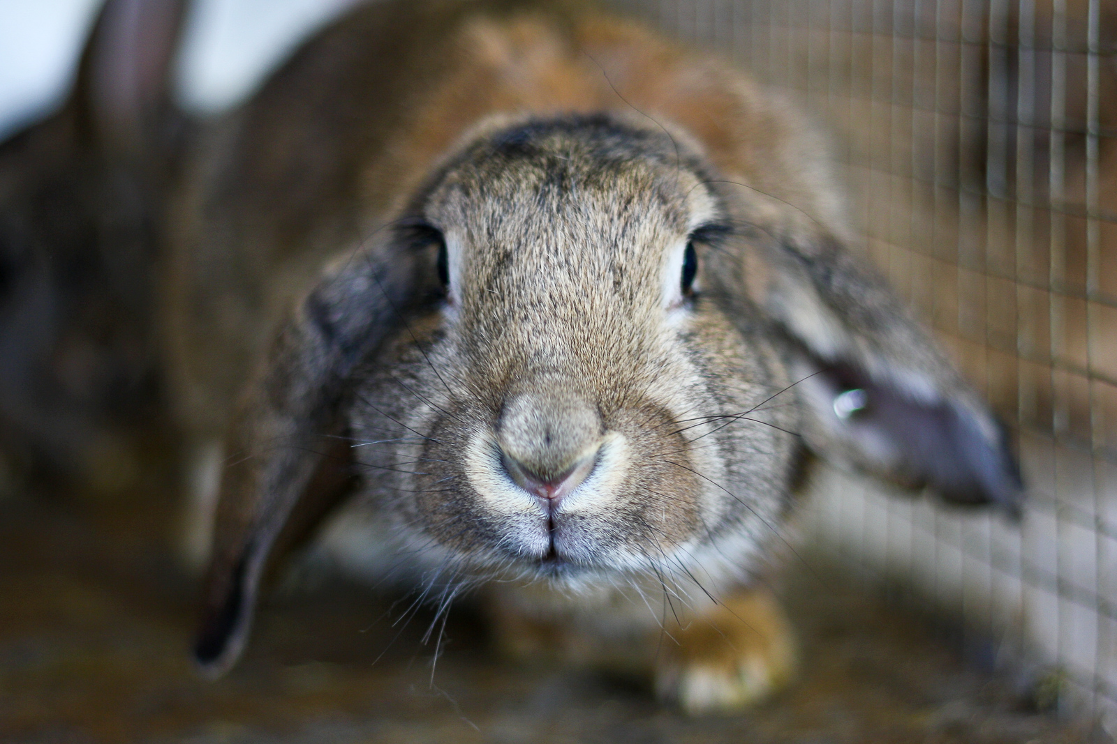 Reykjavík Seeks To Tackle Rabbit Infestation Problem