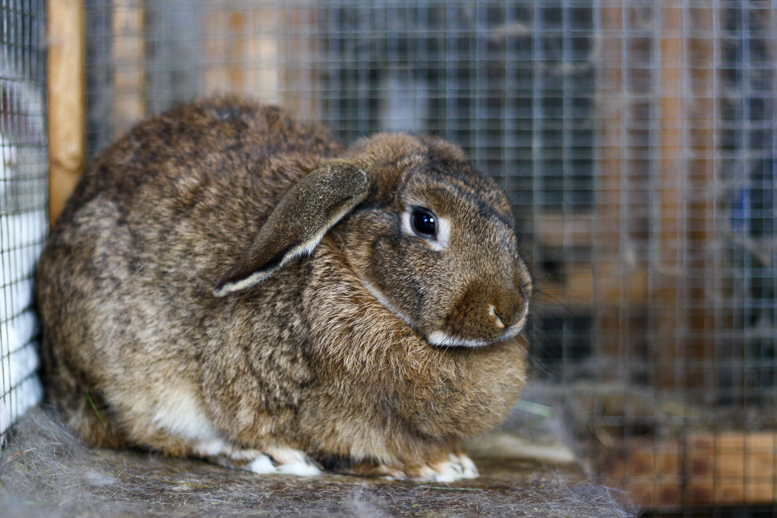 “We Need To Learn To Live With Rabbits”