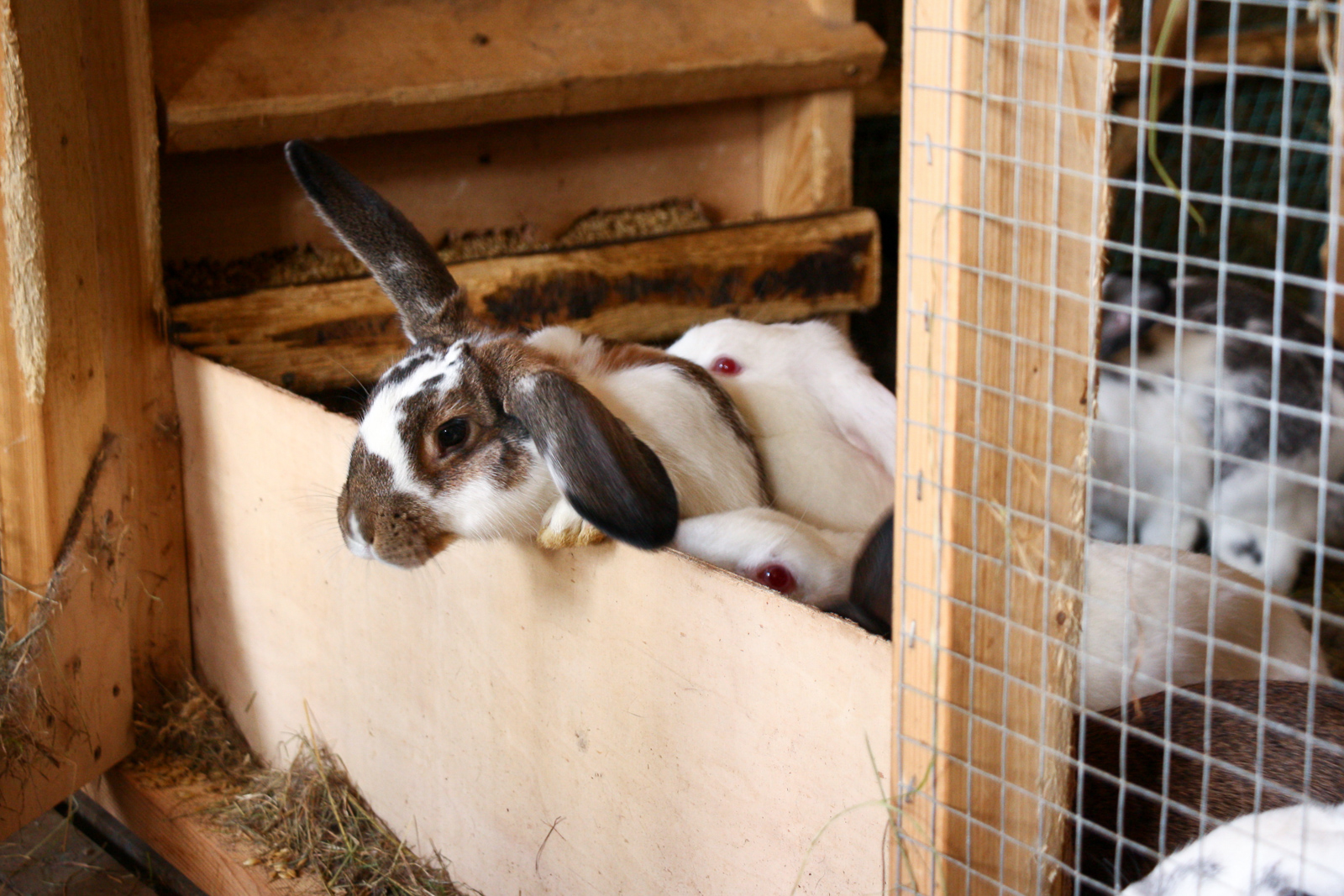 Homes Needed For Wild Rabbits Of Reykjavík