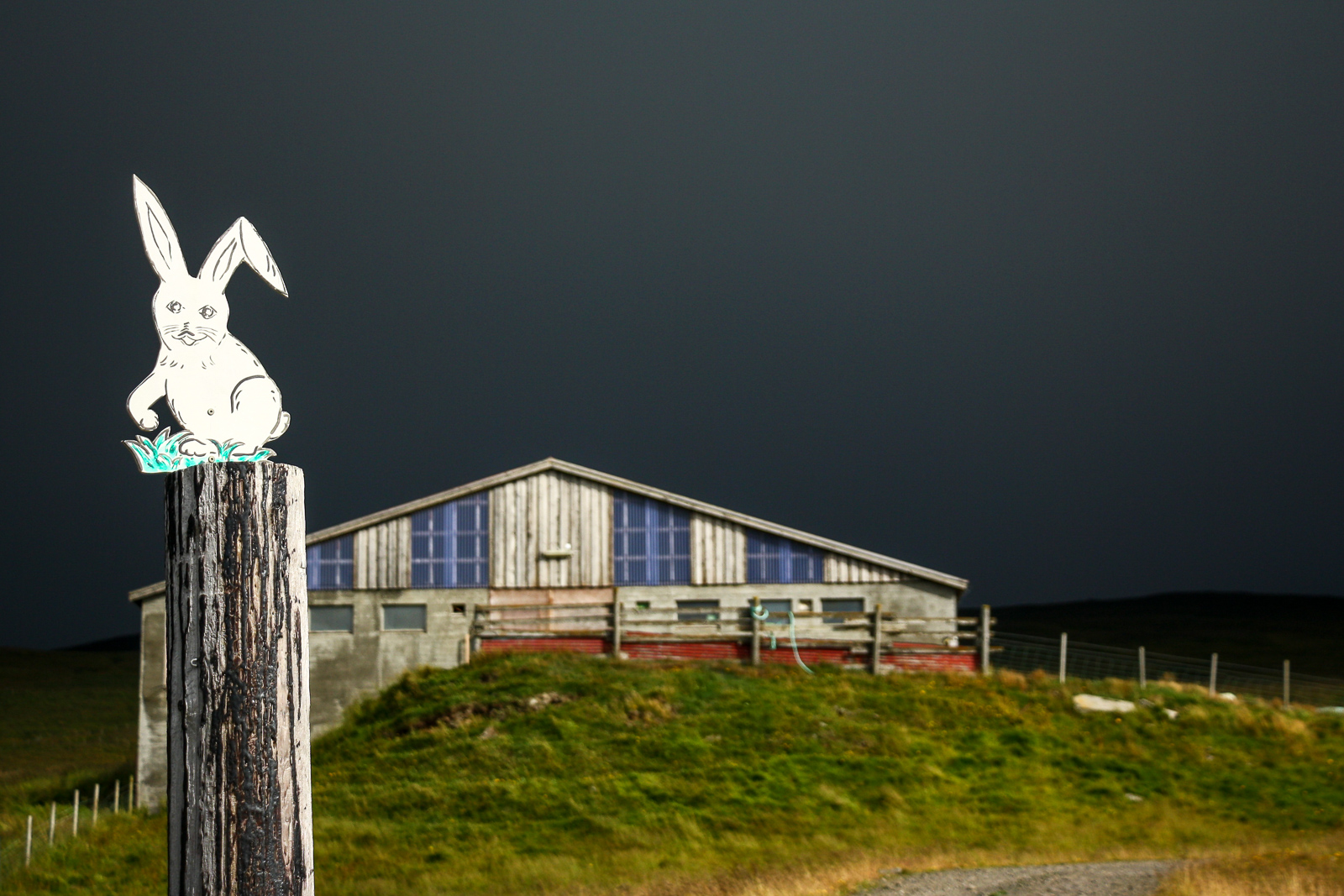 Iceland’s Only Rabbit Farm Needs Your Help
