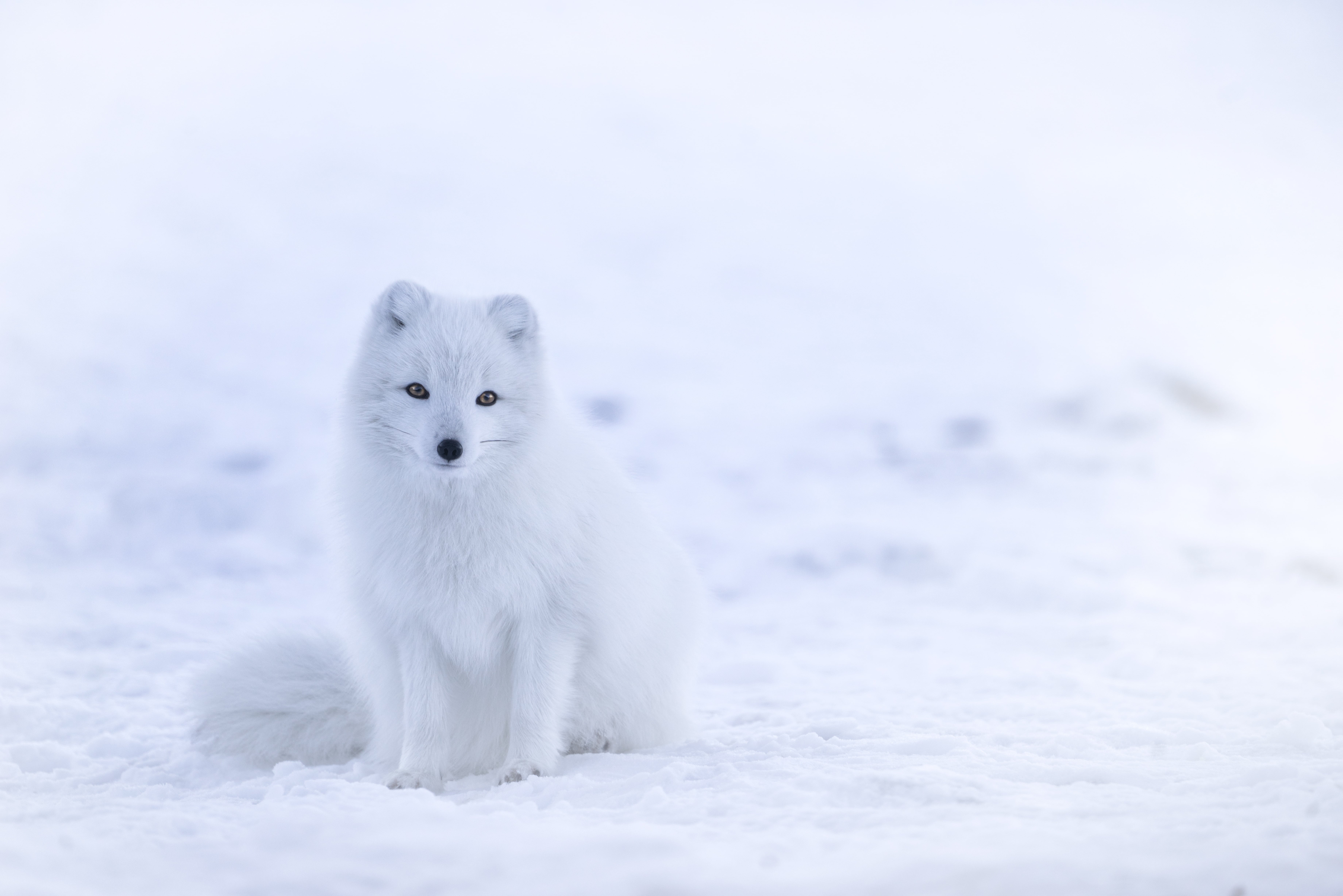 Beasts Of Iceland: The Arctic Fox