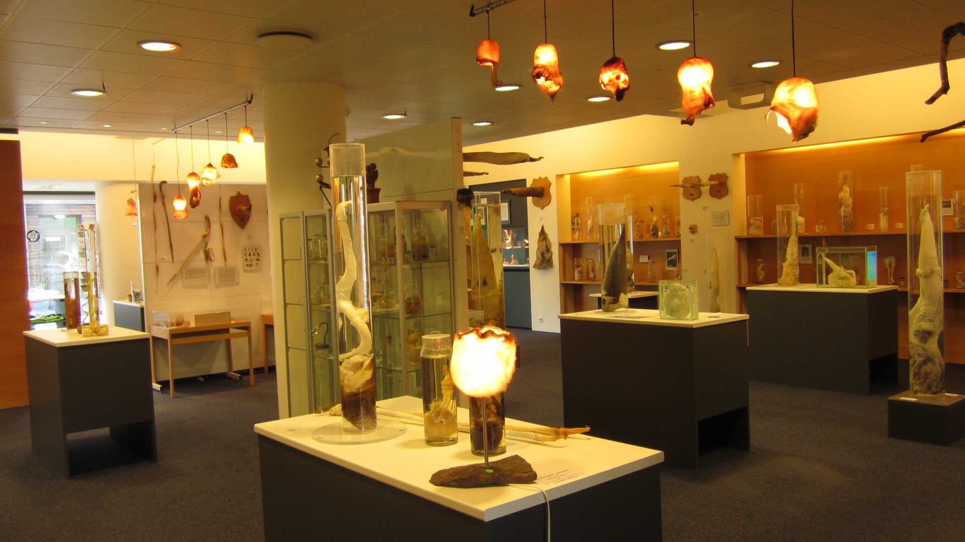 Icelandic Phallological Museum To Receive Jimi Hendrix’s Penis Cast