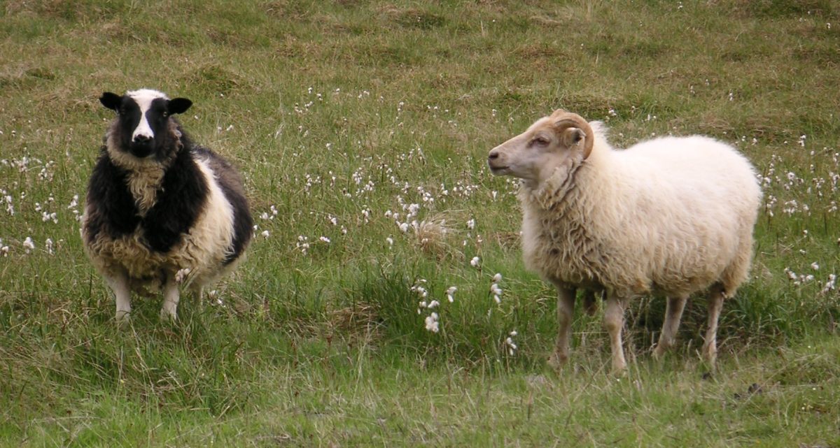 Icelandic Sheep Carry Scrapie Resistance Genes