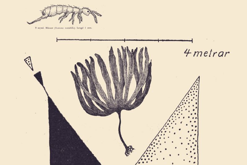 Open Now: ‘Kingdom: Flora, Fauna, Fable’