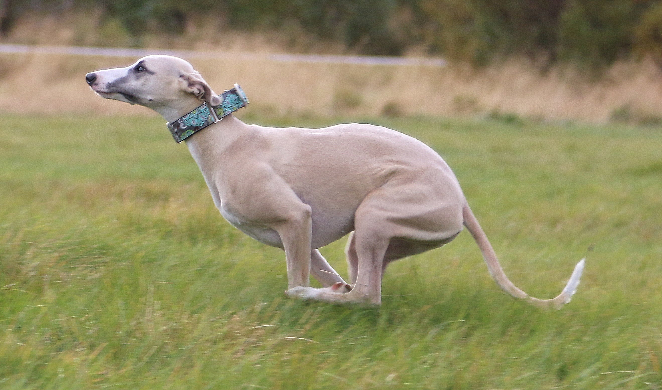 Whippet = Good