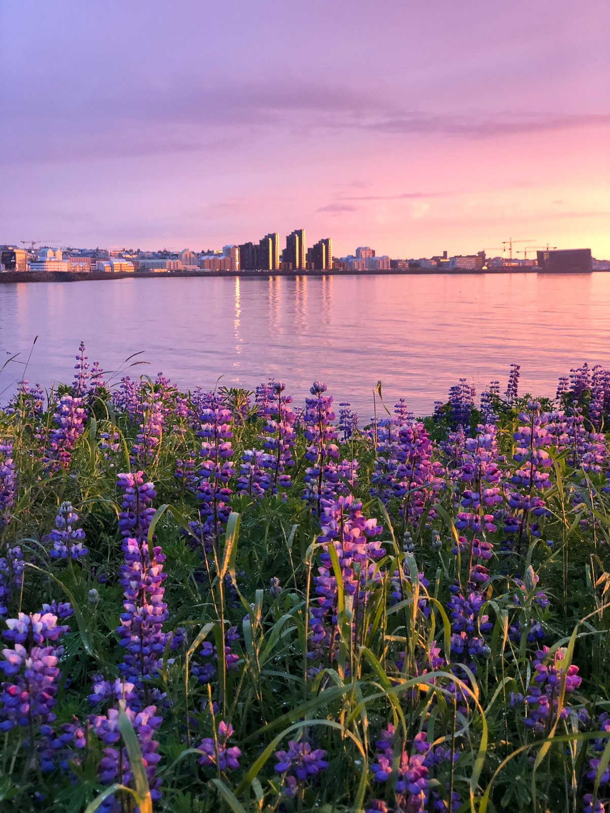 Lupines To Be Used For Food And Agriculture At The University Of Iceland