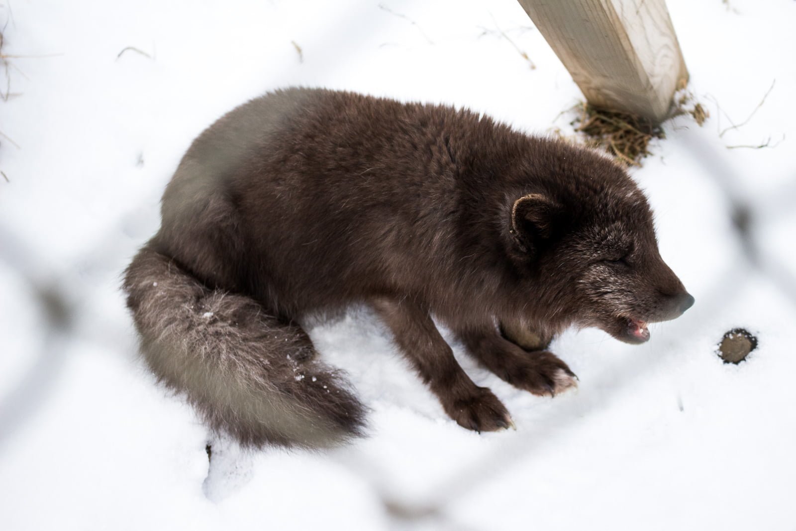 Fox Roaming Loose In Laugardalur