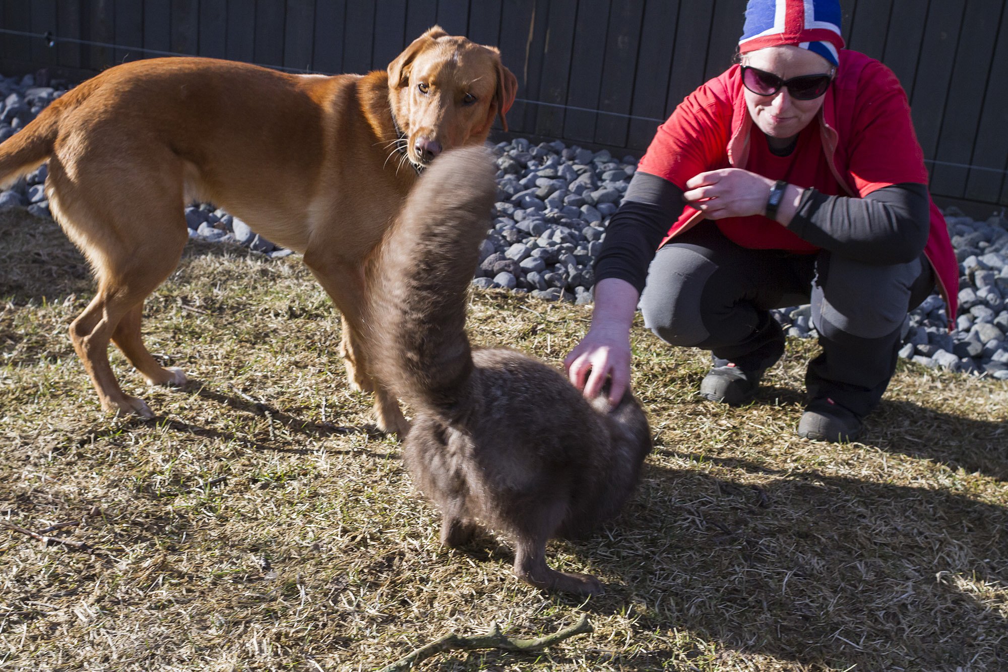 Video: Animal Lover, Fox Tamer