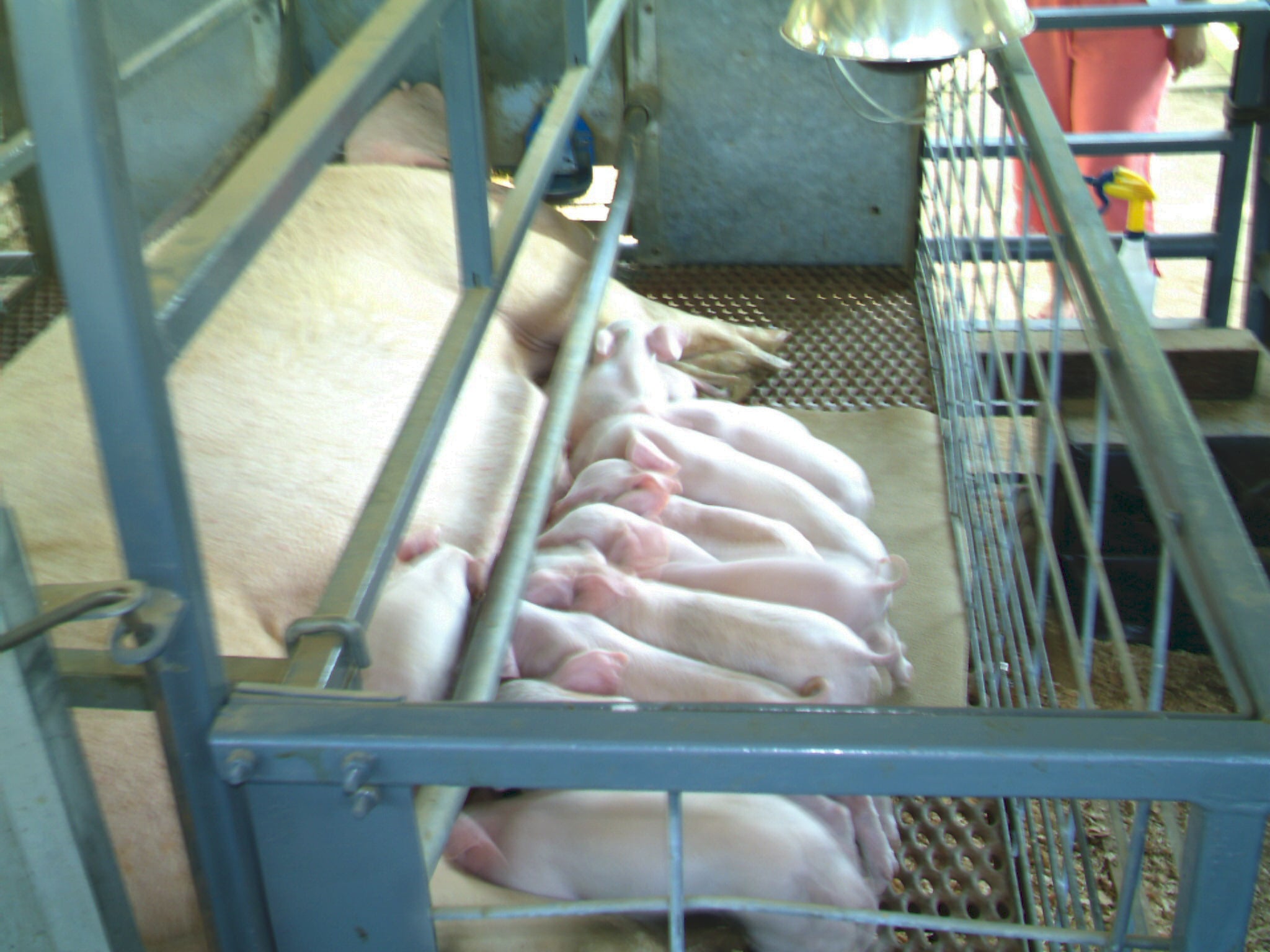 Pig Farms Make Some Improvements