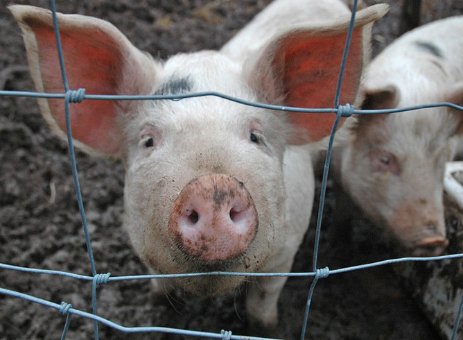 Pig Farmers Told To Stop Gelding Without Anaesthetic