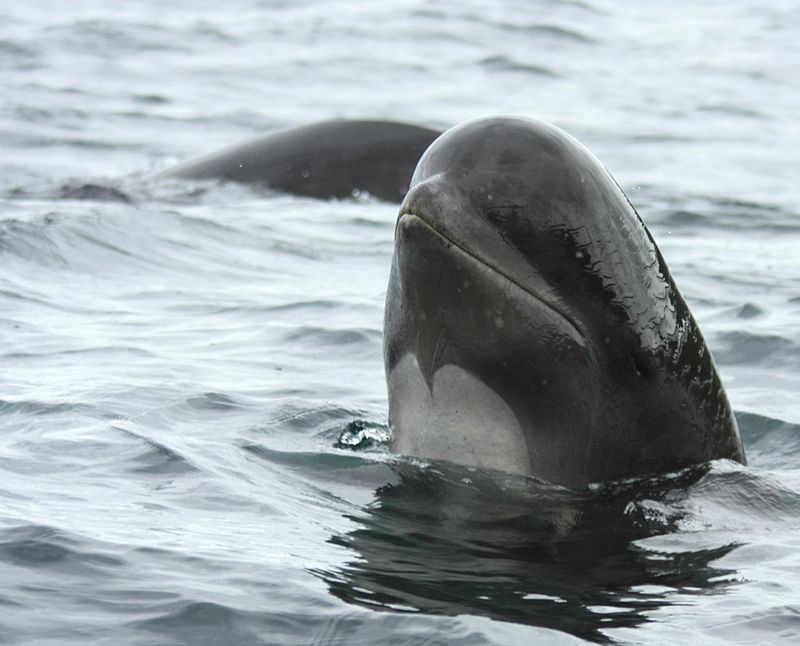 Locals On Jet-Skis Drive 100 Pilot Whales Away From Snæfellsnes Shoreline