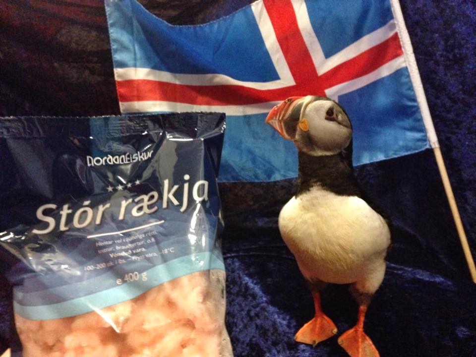 Mundi The Puffin: A Shrimp Eating Blind Sweetheart Who Stole Our Hearts