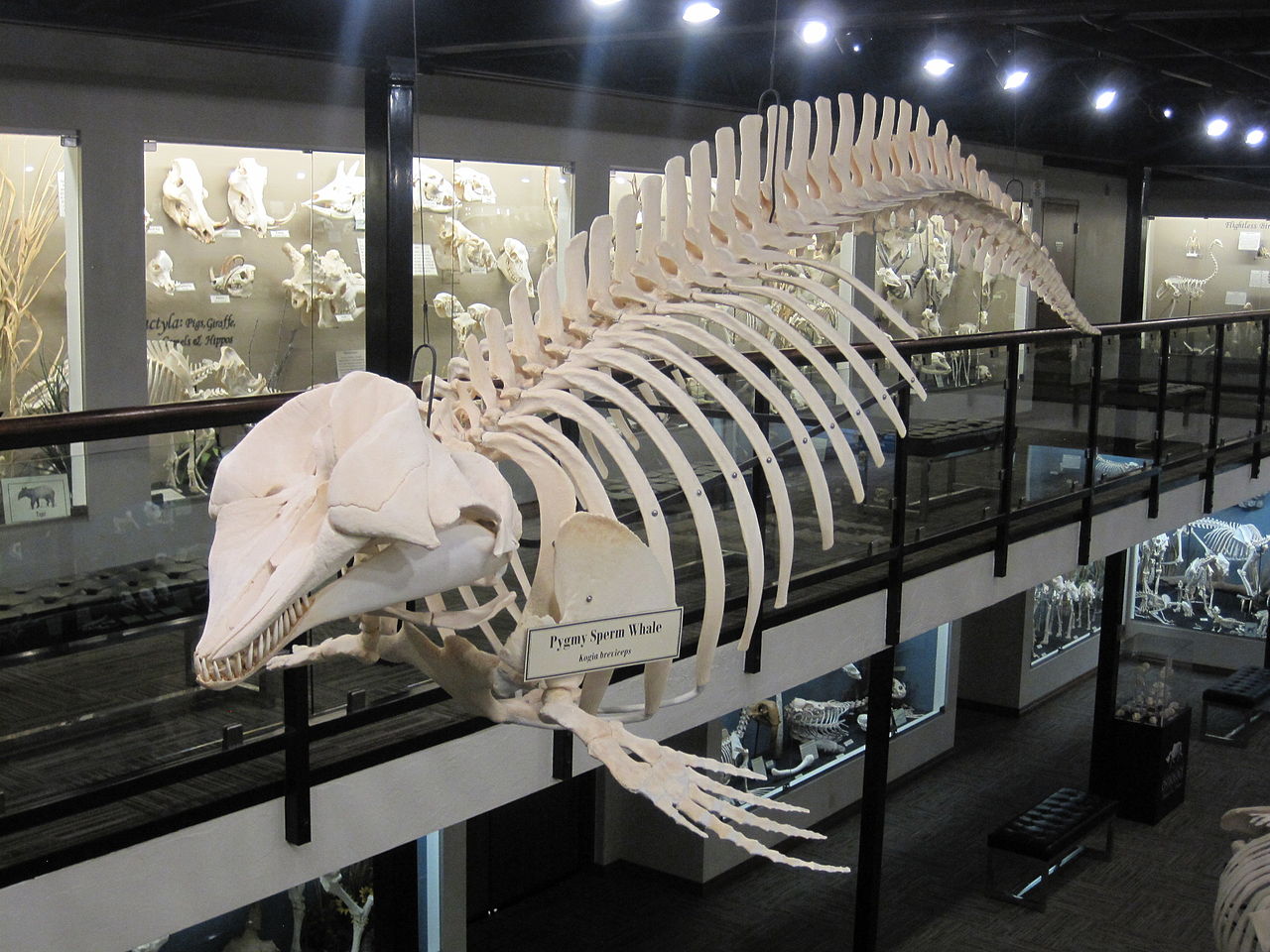 Busted With Whale Bones In Luggage