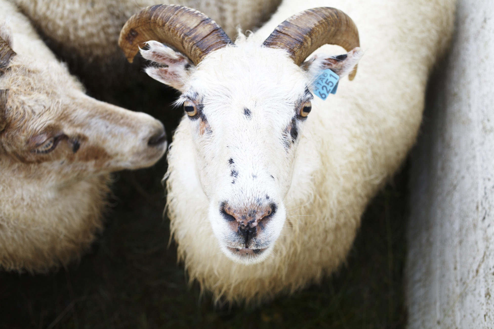 Tourists Cut Lamb’s Throat