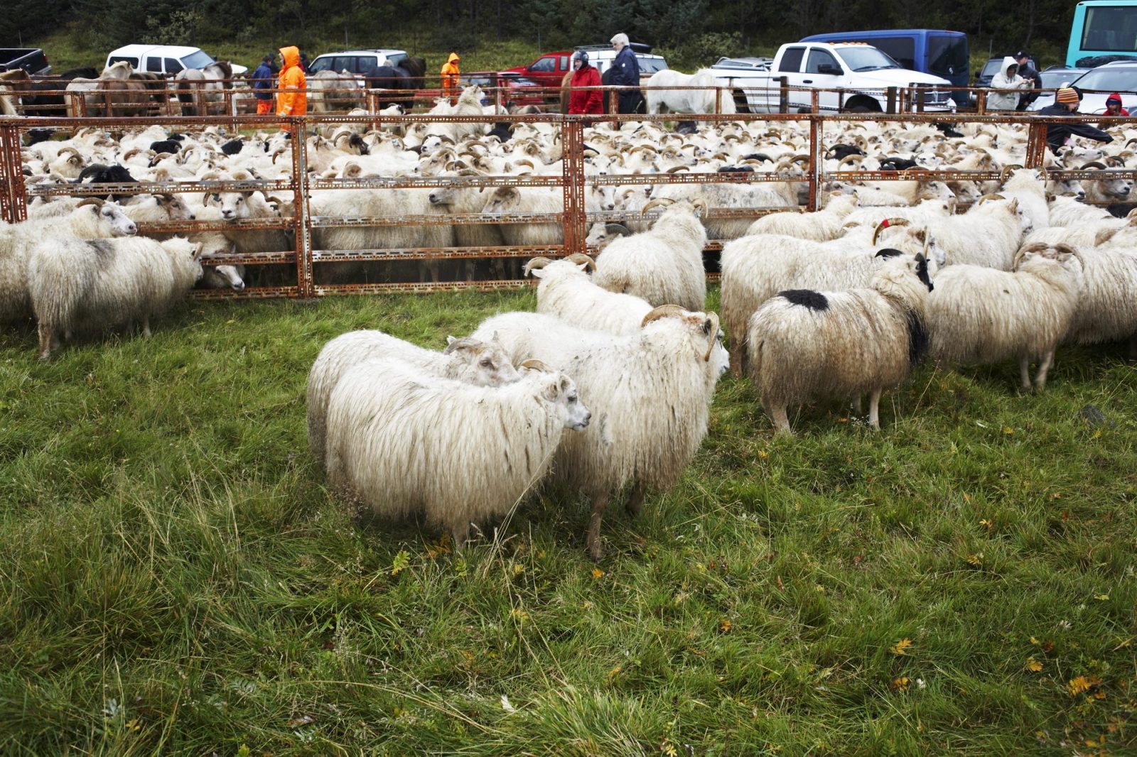 Farmers Now Allowed To Home Slaughter Sheep and Goats