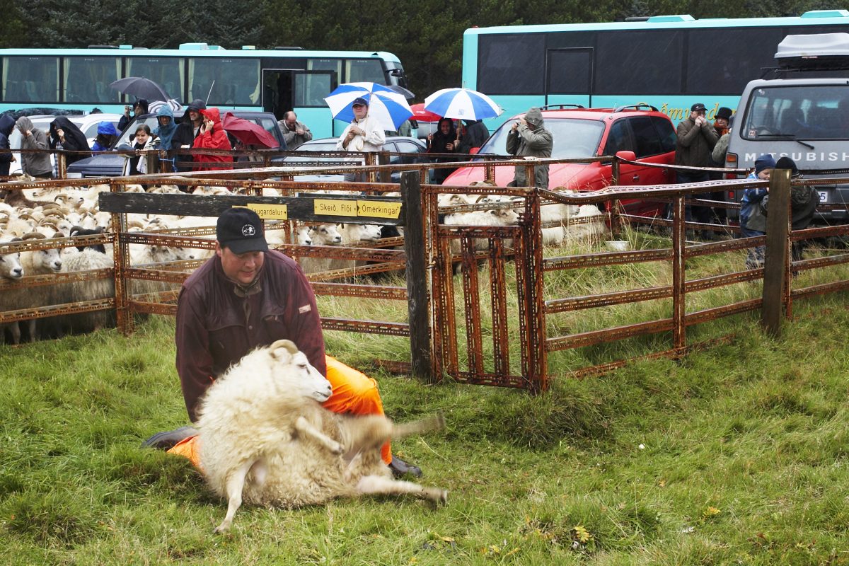 Iceland May Be Overproducing Lamb