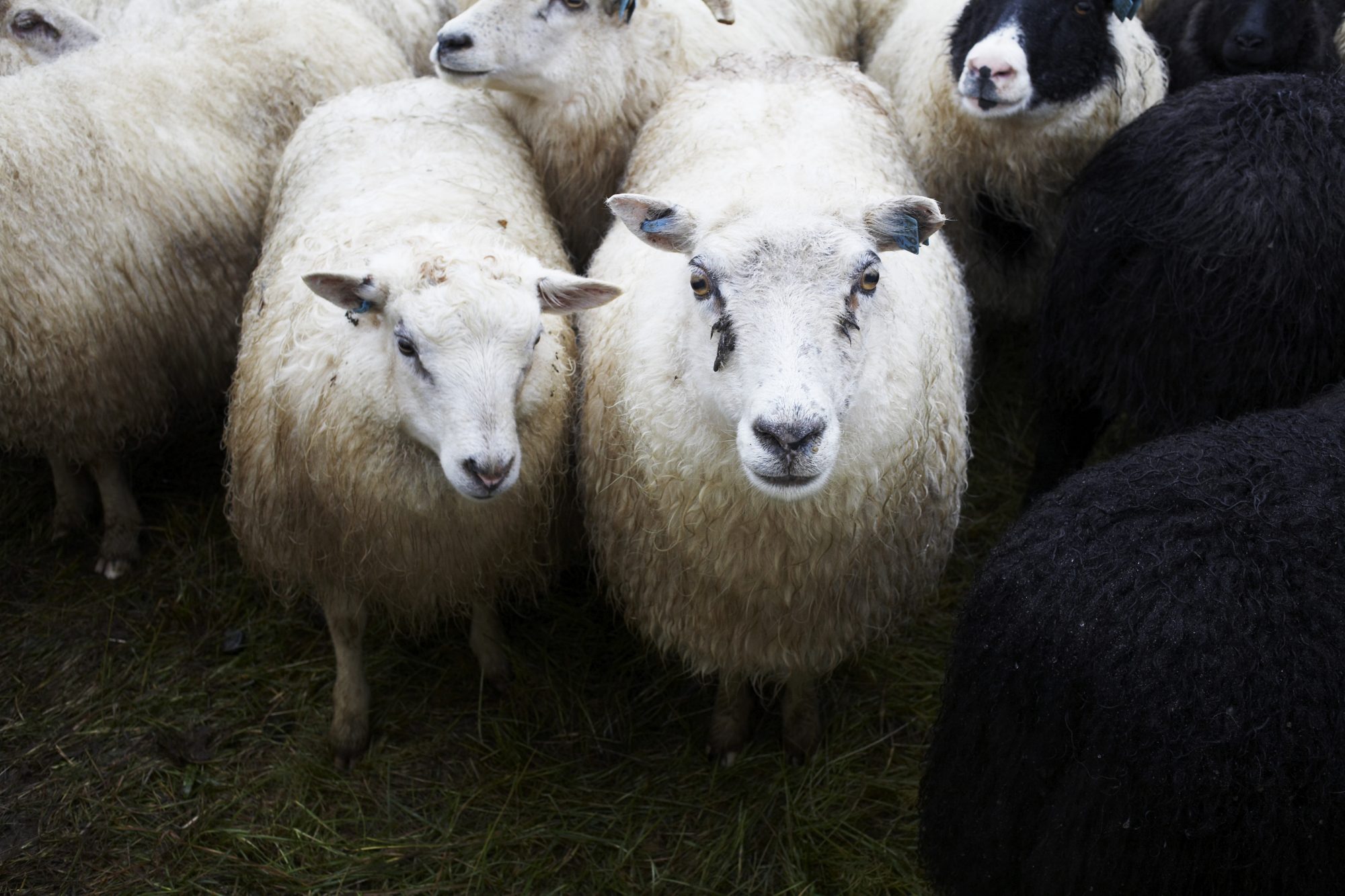 Rounding up the Sheep: Icelandic Customs Die Hard