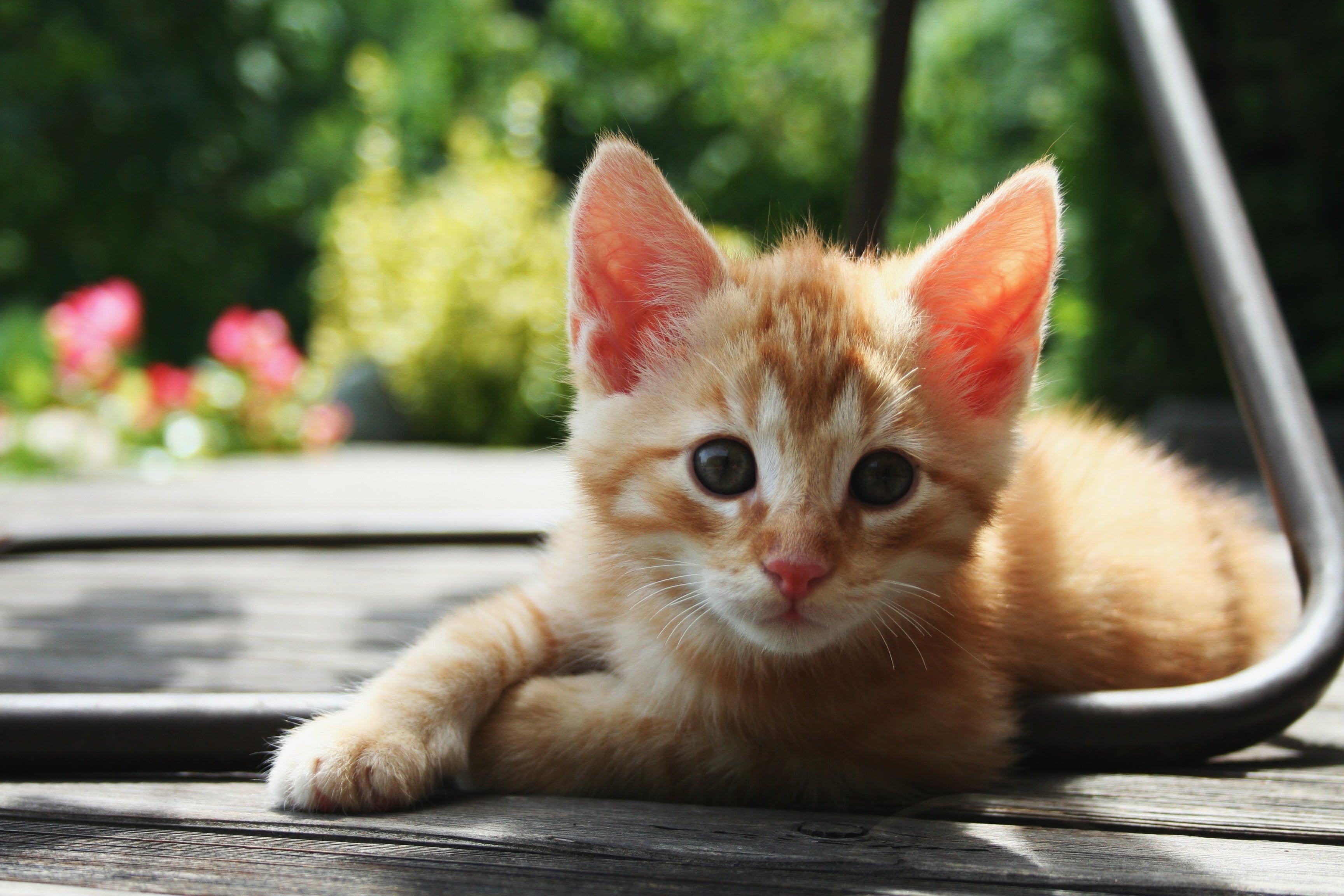 Kitten Calamity: Shelter At Cat-pacity