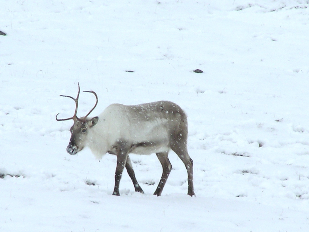 Dozens Of Reindeer Struck By Cars Every Winter