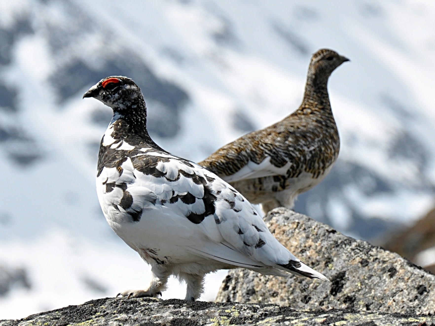 Ptarmigan Population At Its Lowest Since 1964