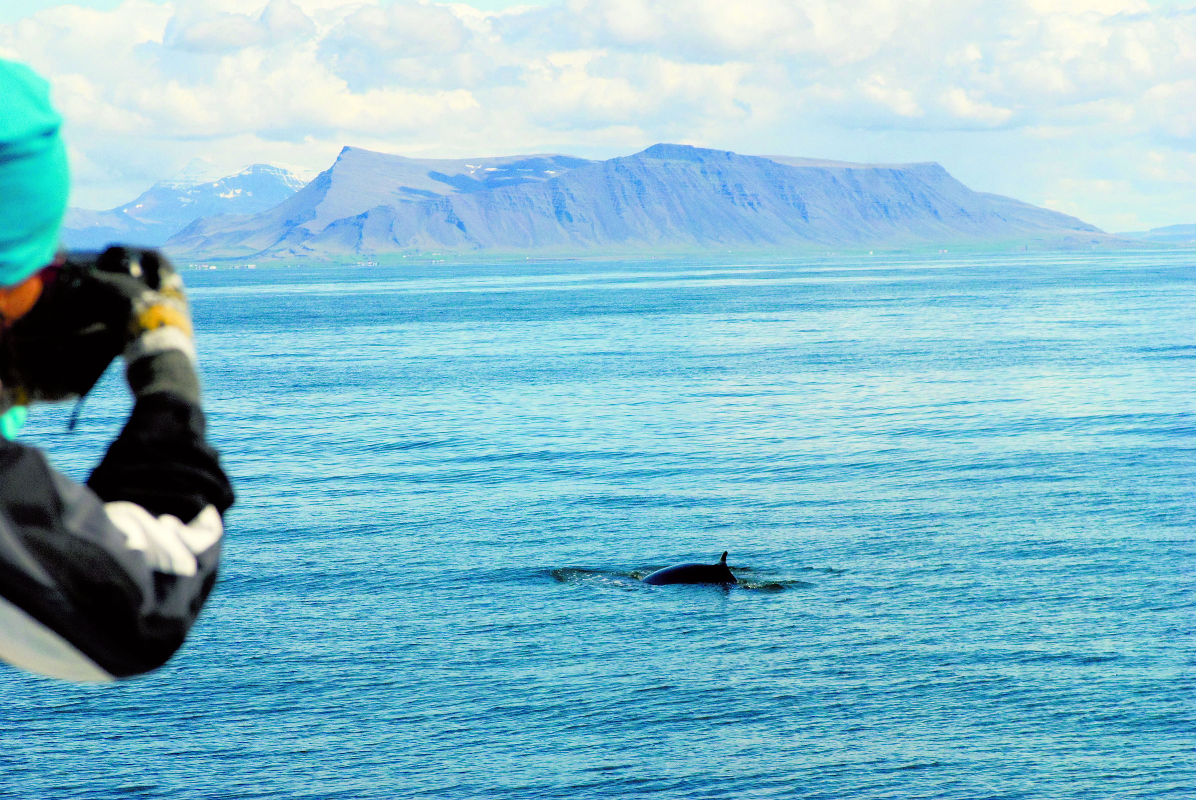 Free Minke – Whale Watching With Elding