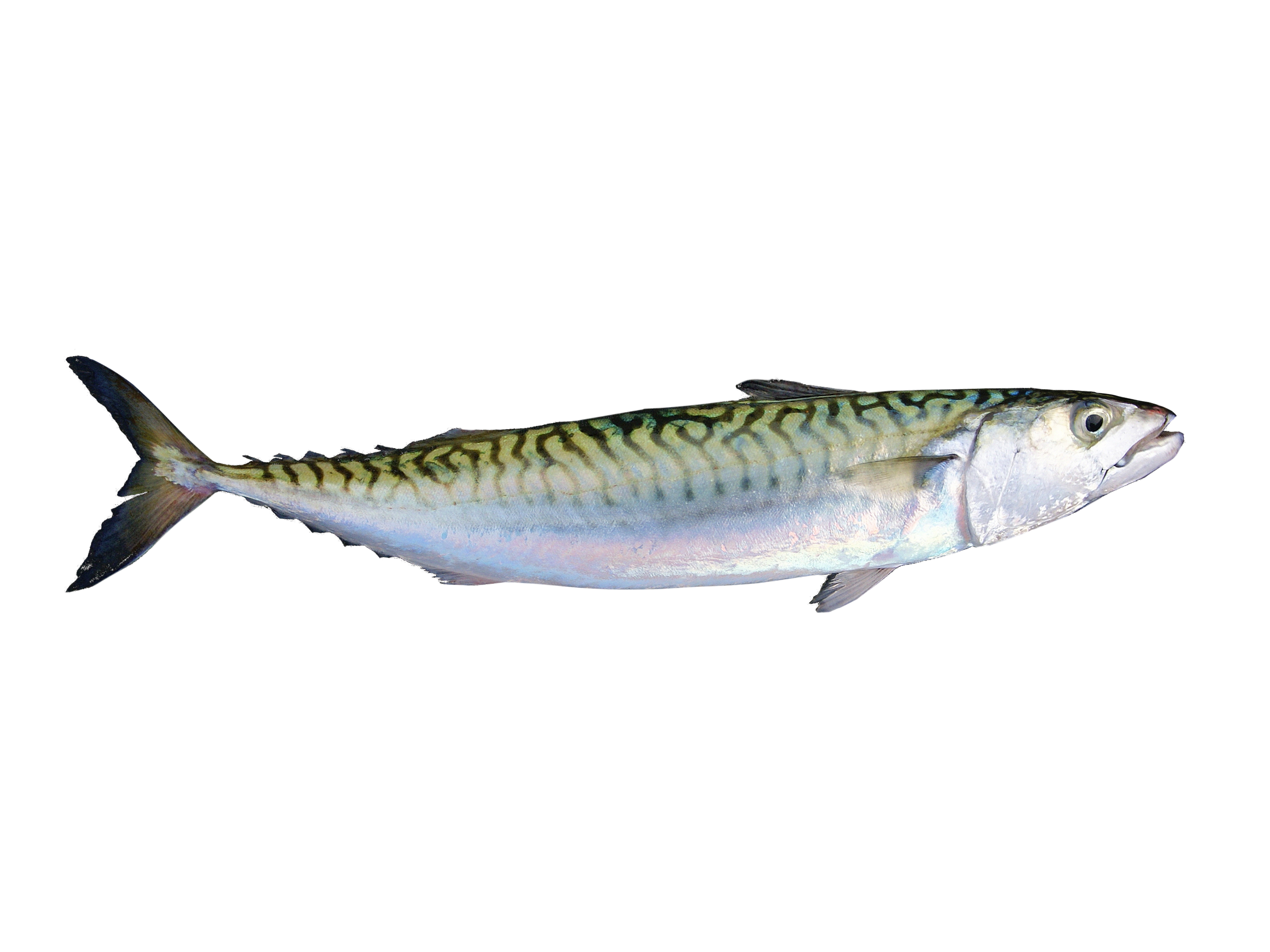 Iceland Struggles To Settle The Fishing Quota Dispute