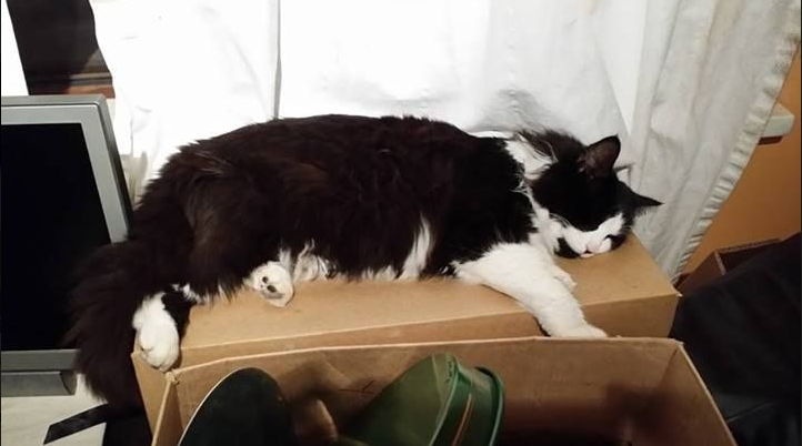 Panda The Cat Shot With Air Rifle