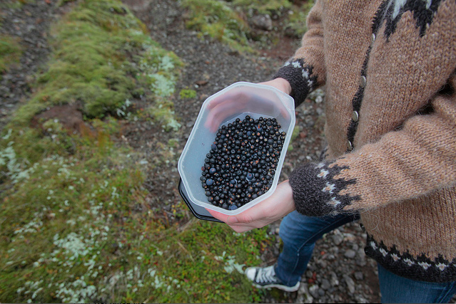 It’s Berry Picking Season In Iceland