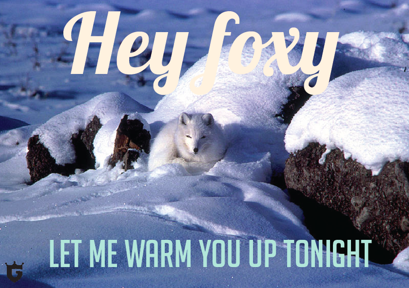 Icelandic Foxes Looking For Love In Norway