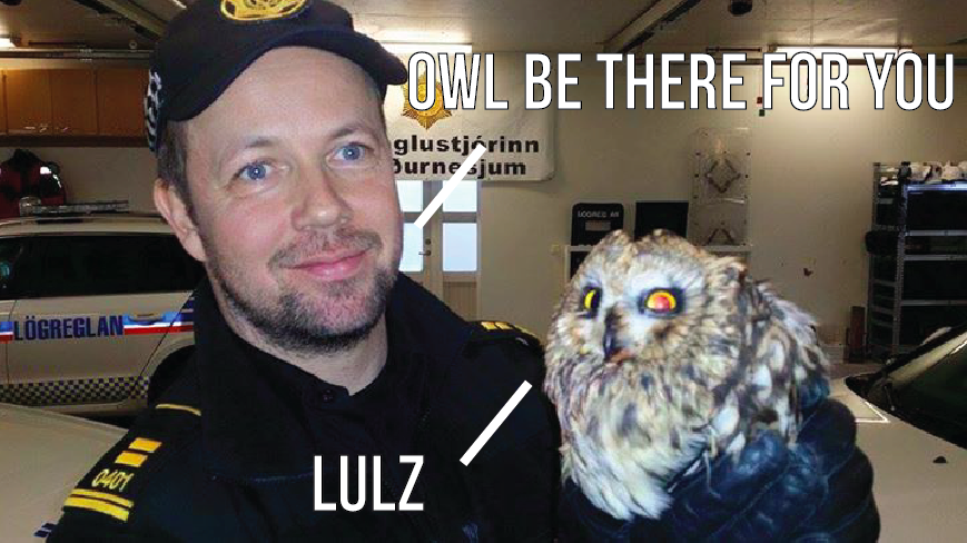 Icelandic Police Rescue Injured Owl