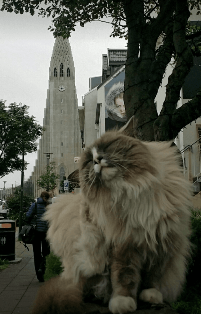 Woman Terrorised And Held Hostage By A Cat